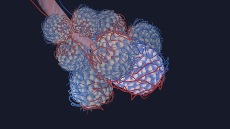 Lungenalveolen - umgeben von dichtem Kapillarnetz