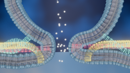 SNARE-Komplex in Aktion bei Membranfusion der Exozytose