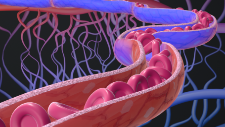 Erythrozyten in Kapillare