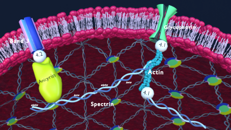 Molekülstrukturen des Erythrozyten-Zytoskeletts