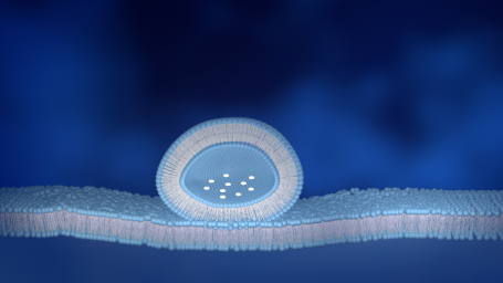 beginnende Membranfusion bei Exozytose