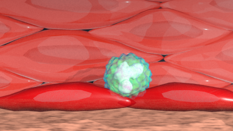 Neutrophiler kurz vor parazellulärer Migration