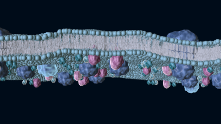 Membran mit aktivierten Rhodopsin- + Transducin-Proteinen