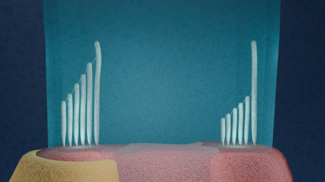 Haarzellen Typ I + II- eingebettet in die Cupula ampullaris