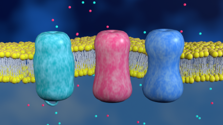 Aktionspotenzial: Transmembran-Proteine