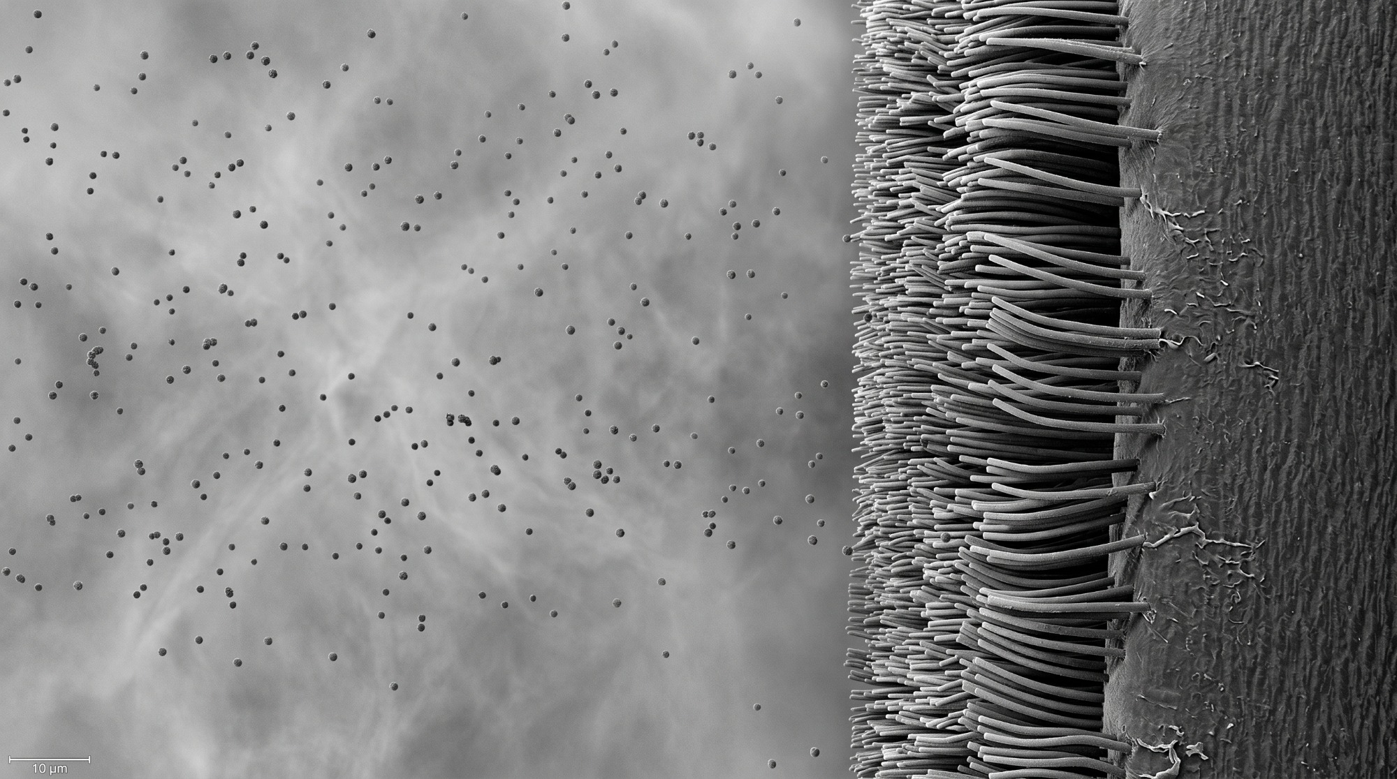 RESPIRATORISCHES FLIMMEREPITHEL - SEM-Stil