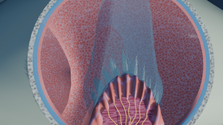 Innenohr - Cupula ampullaris mit eingebetteten Zilien