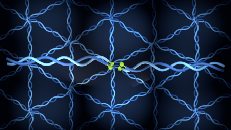 alpha- + beta-Spectrin-Tetramer (Kollagen Typ IV-Netzwerk)