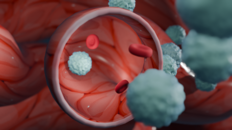 Neutrophile + Erythrozyten in Kapillaren