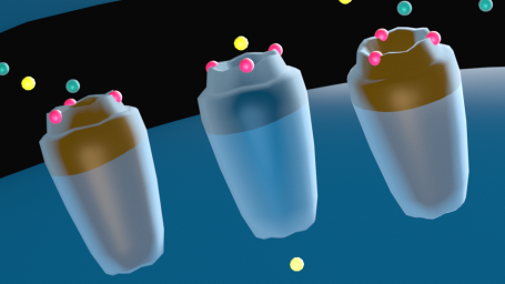 postsynaptische AMPA- + NMDA-Rezeptoren